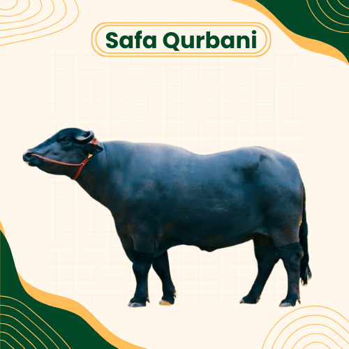 eid-ul-adha-individual-share-1-7th-in-pakistan