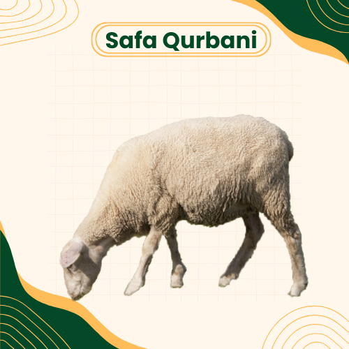 eid-ul-adha-goat-lamb-in-pakistan