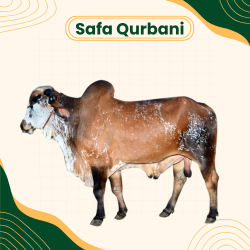 eid-ul-adha-individual-share-1-7th-in-india
