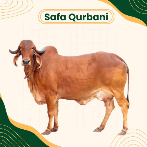 eid-ul-adha-whole-bull-in-pakistan