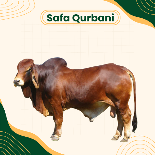 eid-ul-adha-whole-bull-in-india
