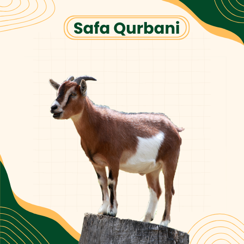 eid-ul-adha-goat-lamb-india